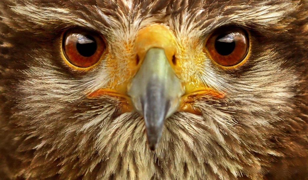Eagle Close Up for 1024 x 600 widescreen resolution