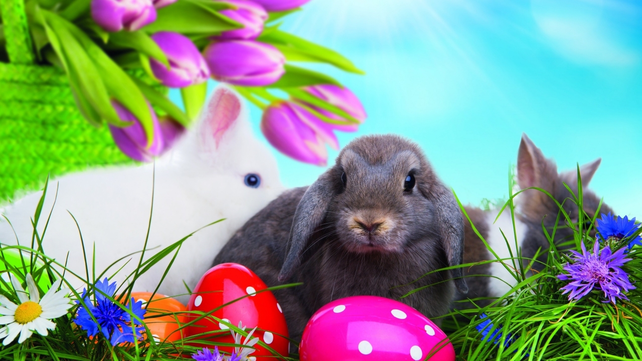 Easter Bunny for 1280 x 720 HDTV 720p resolution