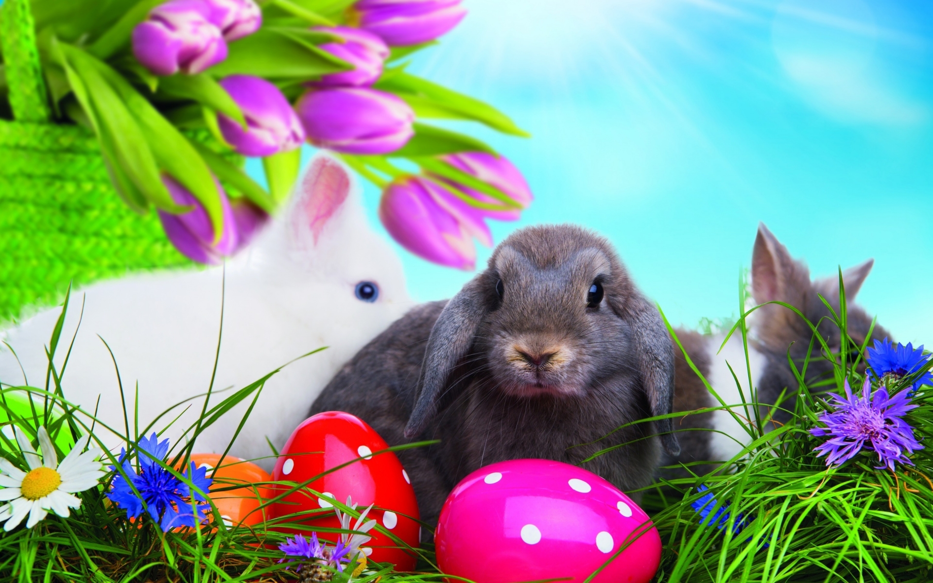Easter Bunny for 1920 x 1200 widescreen resolution