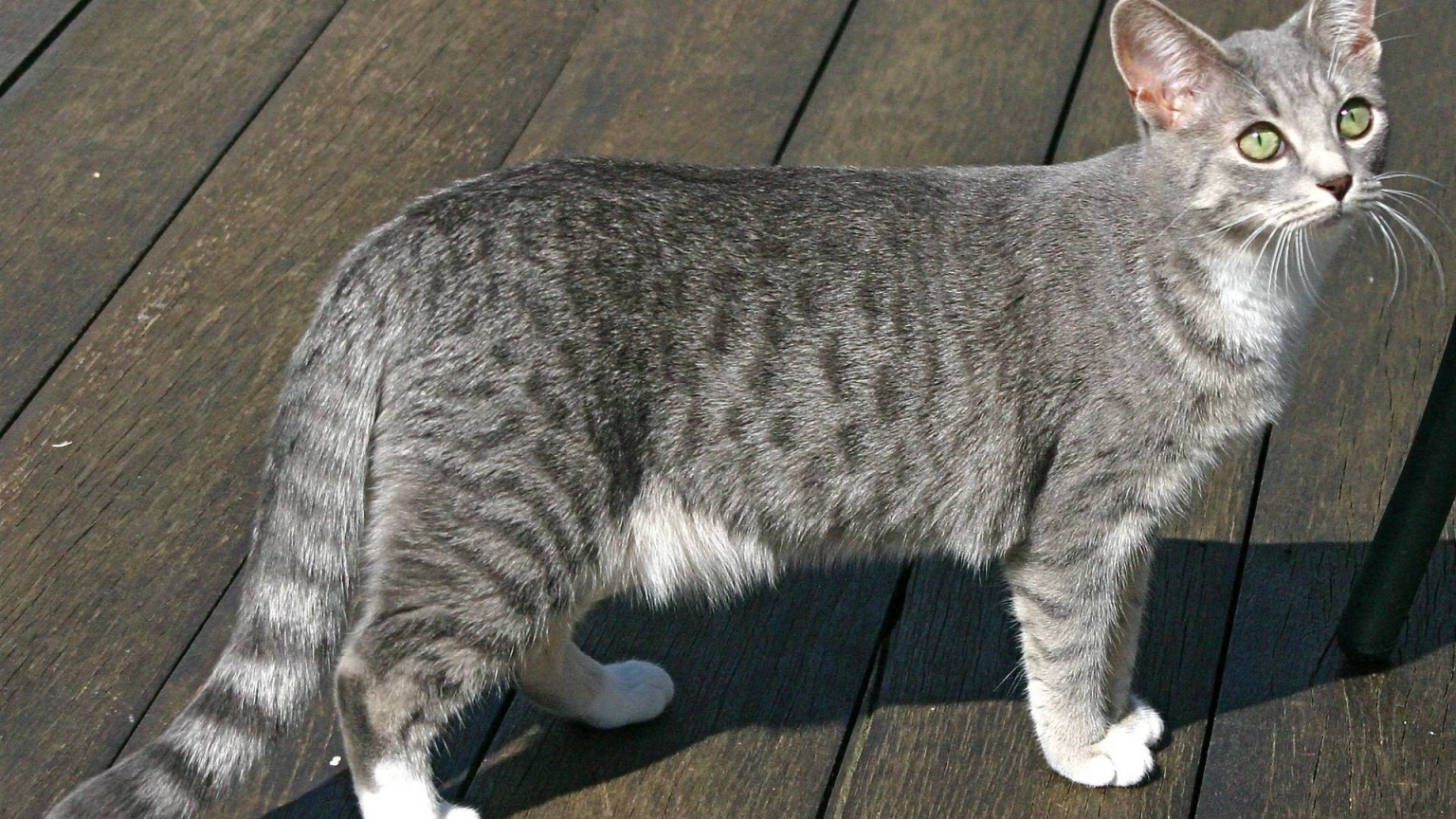 Egyptian Mau Cat for 1536 x 864 HDTV resolution