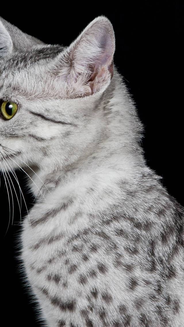 Egyptian Mau Cat Profile Look for 640 x 1136 iPhone 5 resolution