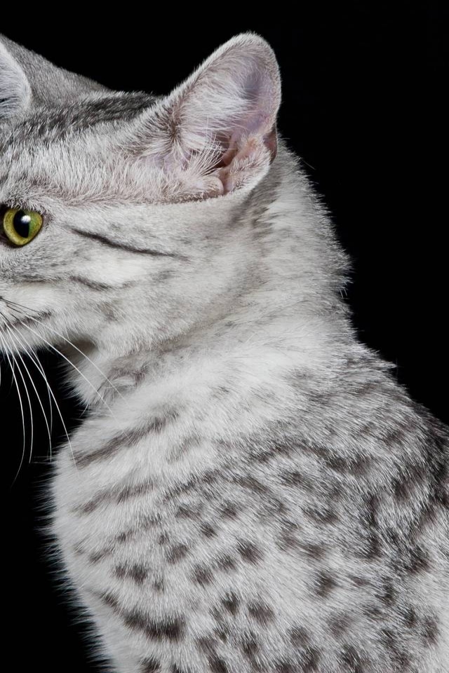 Egyptian Mau Cat Profile Look for 640 x 960 iPhone 4 resolution