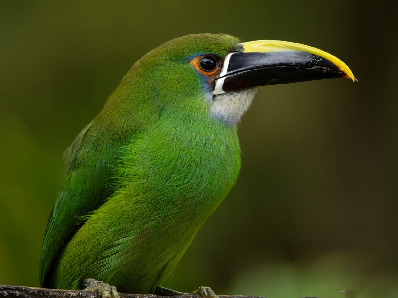 Emerald Toucanet for 1280 x 960 resolution