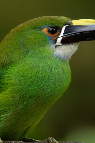 Emerald Toucanet for 320 x 480 iPhone resolution