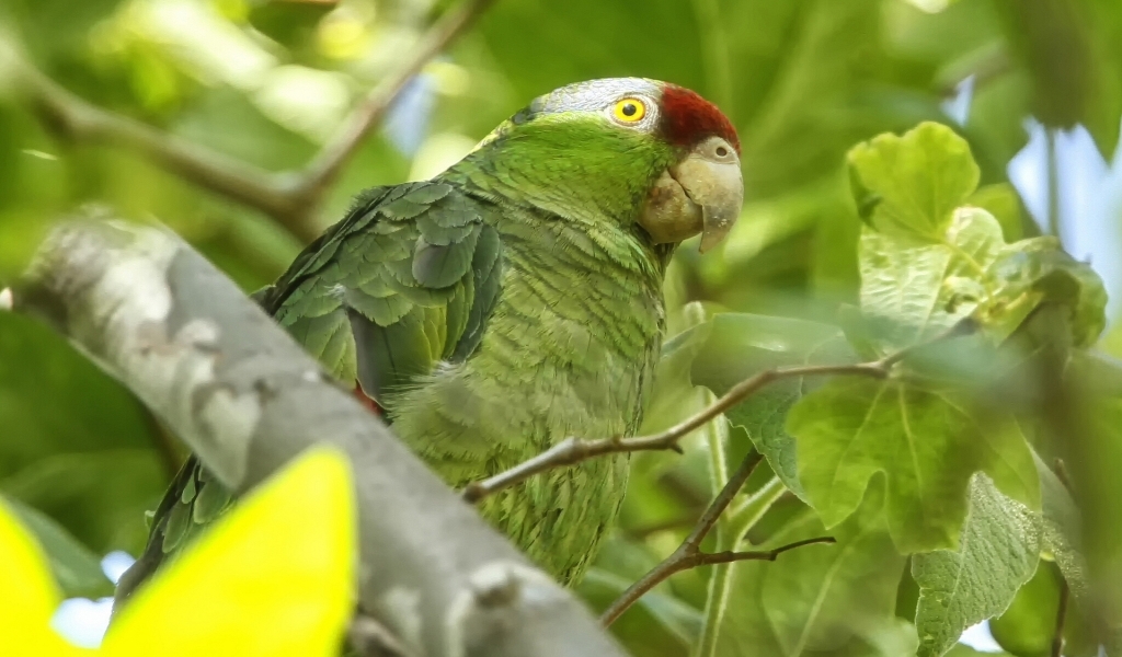 Exotic Green Parrot for 1024 x 600 widescreen resolution