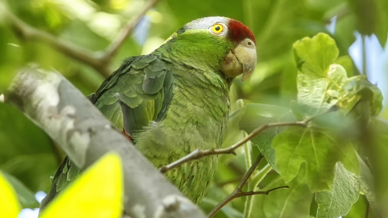Exotic Green Parrot for 1280 x 720 HDTV 720p resolution