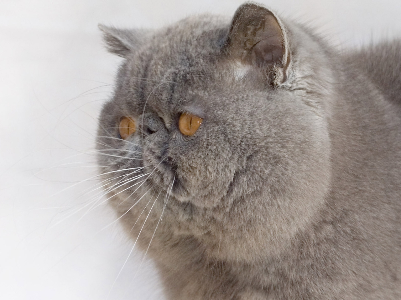 Exotic Shorthair Cat for 1280 x 960 resolution