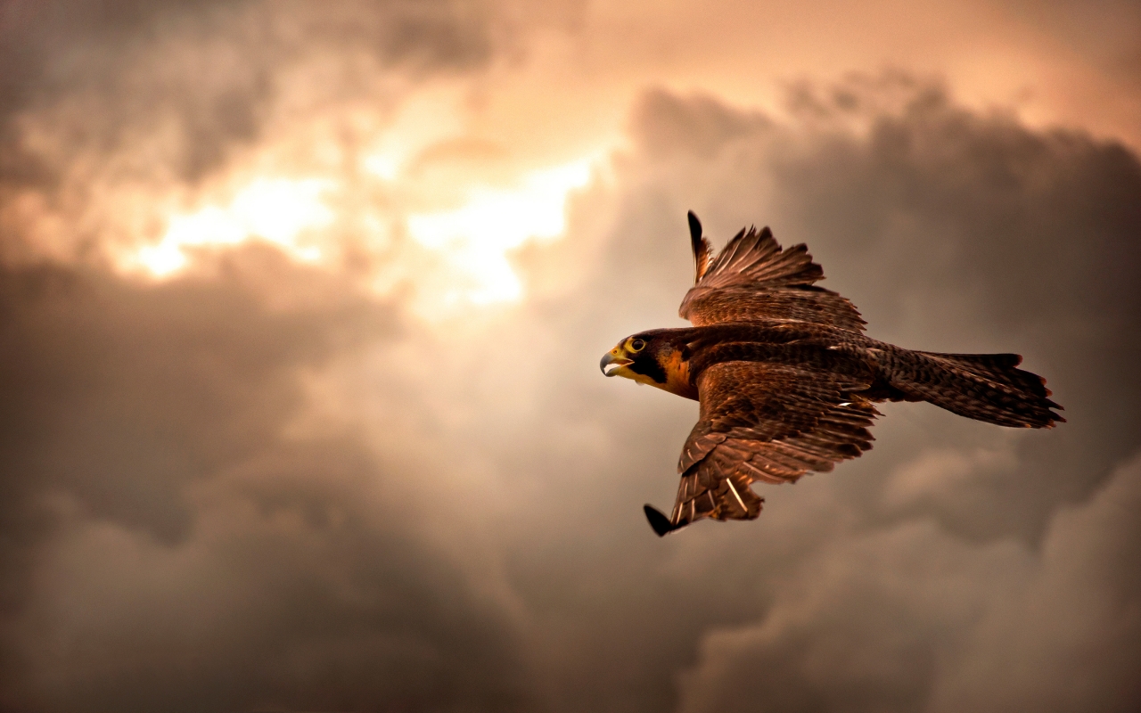 Falcon in Flight for 1280 x 800 widescreen resolution