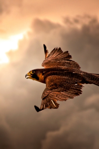 Falcon in Flight for 320 x 480 iPhone resolution