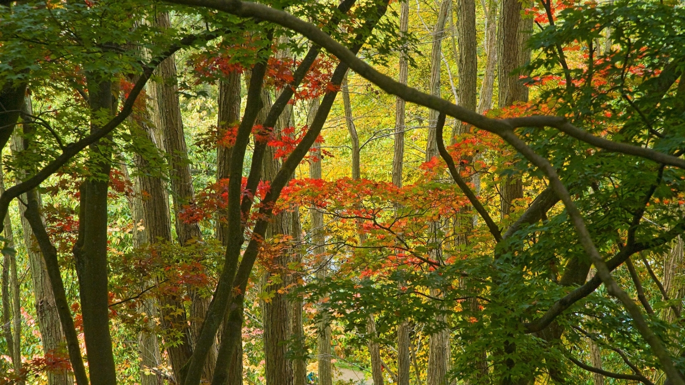 Few Autumn Trees for 1366 x 768 HDTV resolution