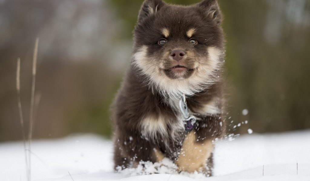 Finnish Lapphund Puppy for 1024 x 600 widescreen resolution