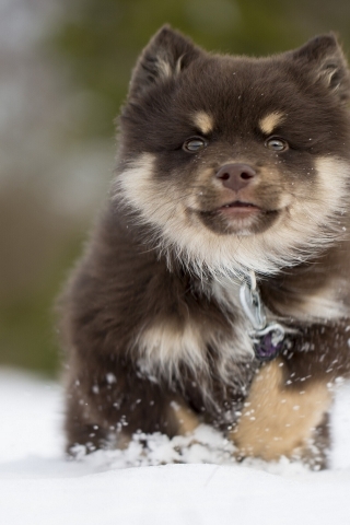 Finnish Lapphund Puppy for 320 x 480 iPhone resolution