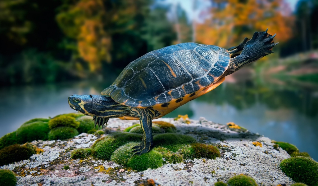 Fit Turtle for 1024 x 600 widescreen resolution