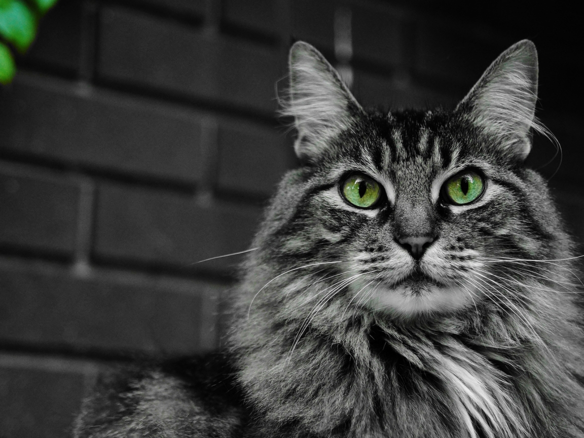 Fluffy Cat with Green Eyes for 1152 x 864 resolution