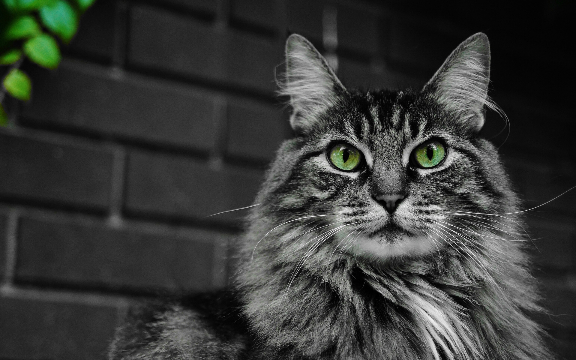 Fluffy Cat with Green Eyes for 1920 x 1200 widescreen resolution