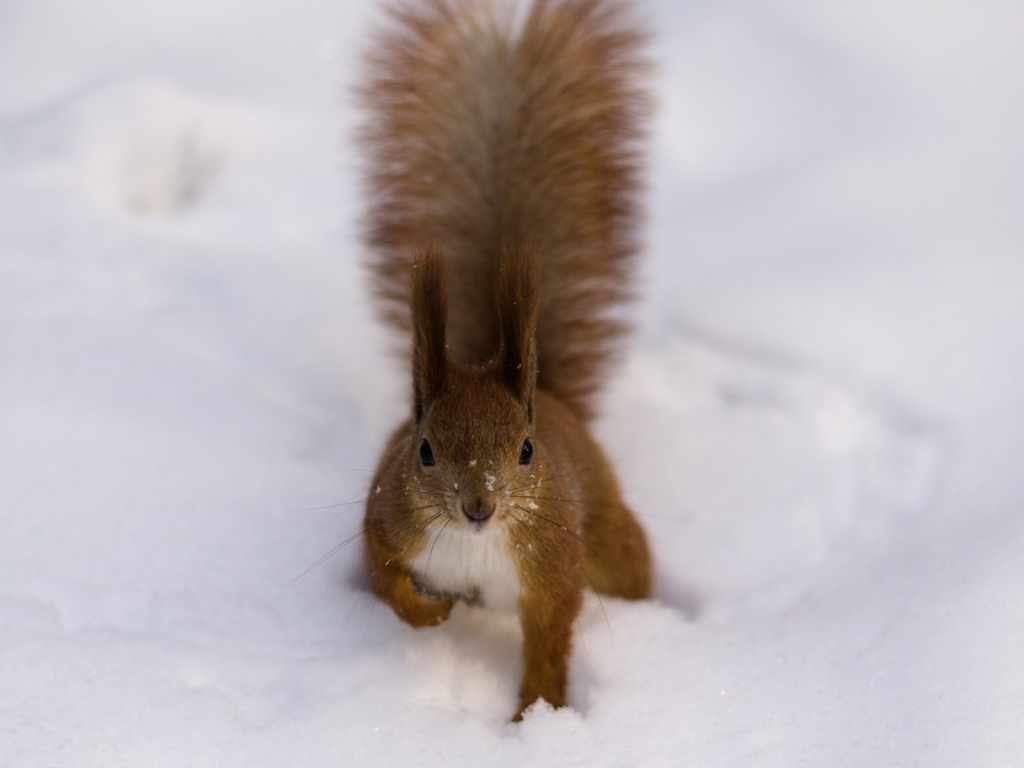 Fluffy Squirrel for 1024 x 768 resolution