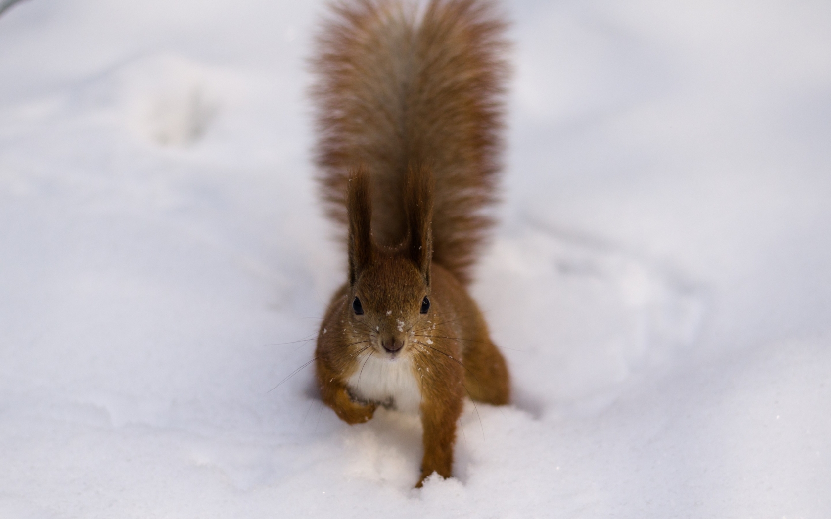 Fluffy Squirrel for 1680 x 1050 widescreen resolution