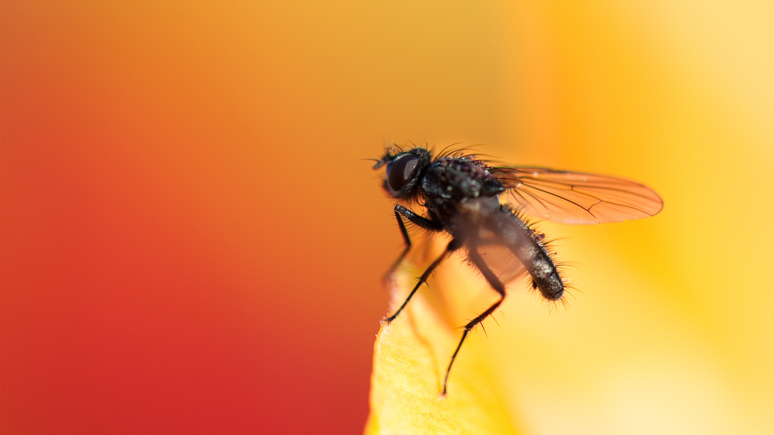 Fly for 2560x1440 HDTV resolution