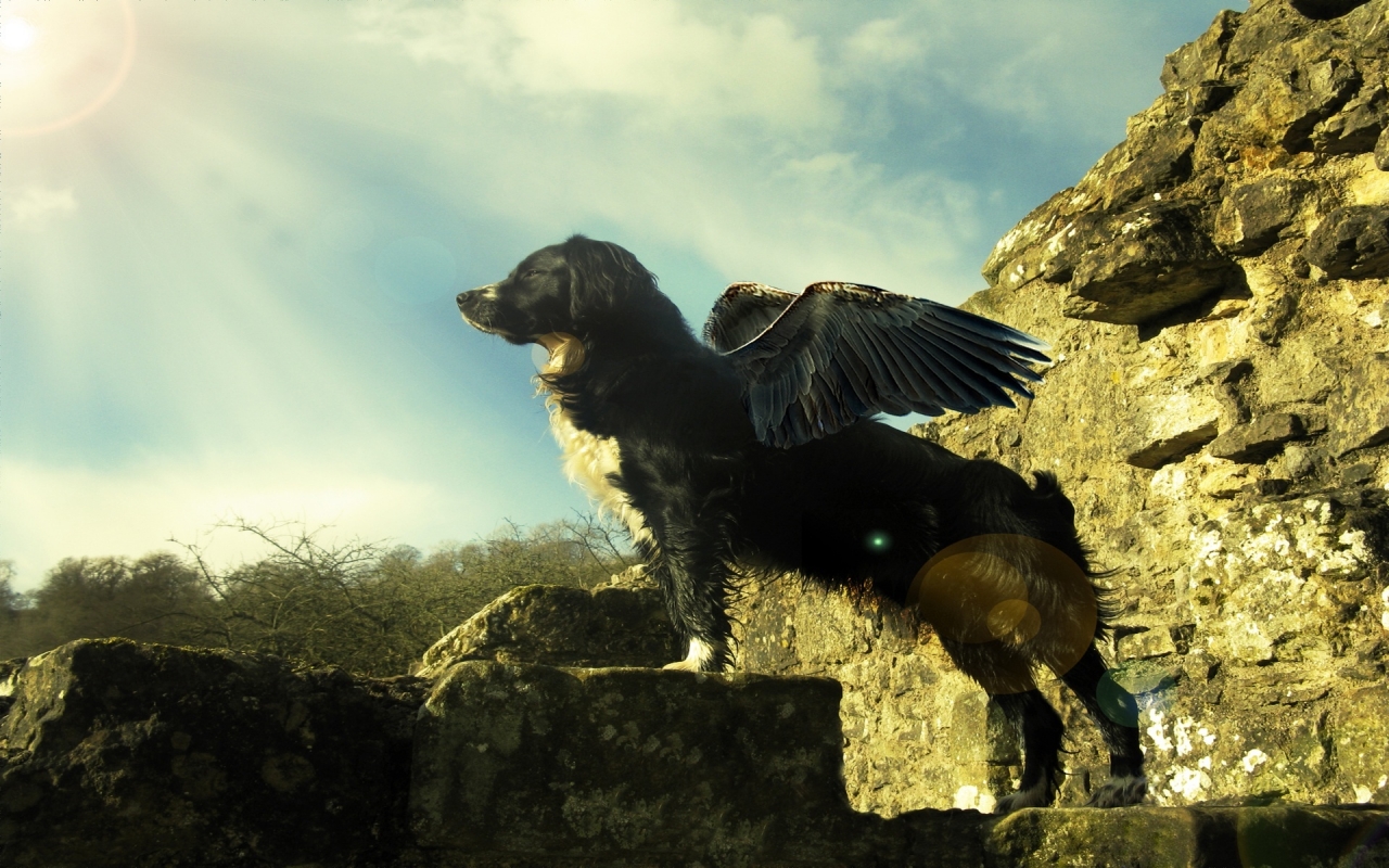 Flying dog for 1280 x 800 widescreen resolution