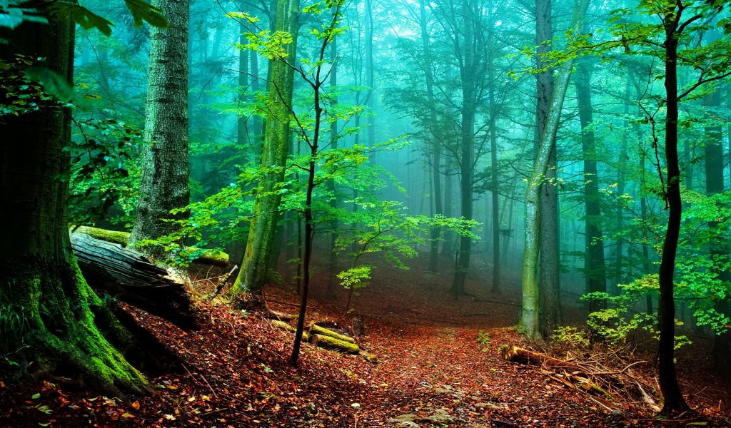 Forest Fog for 1024 x 600 widescreen resolution