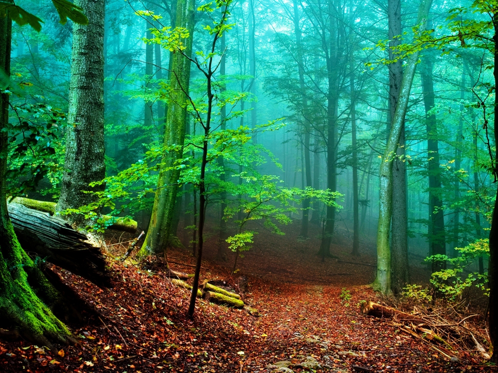 Forest Fog for 1024 x 768 resolution