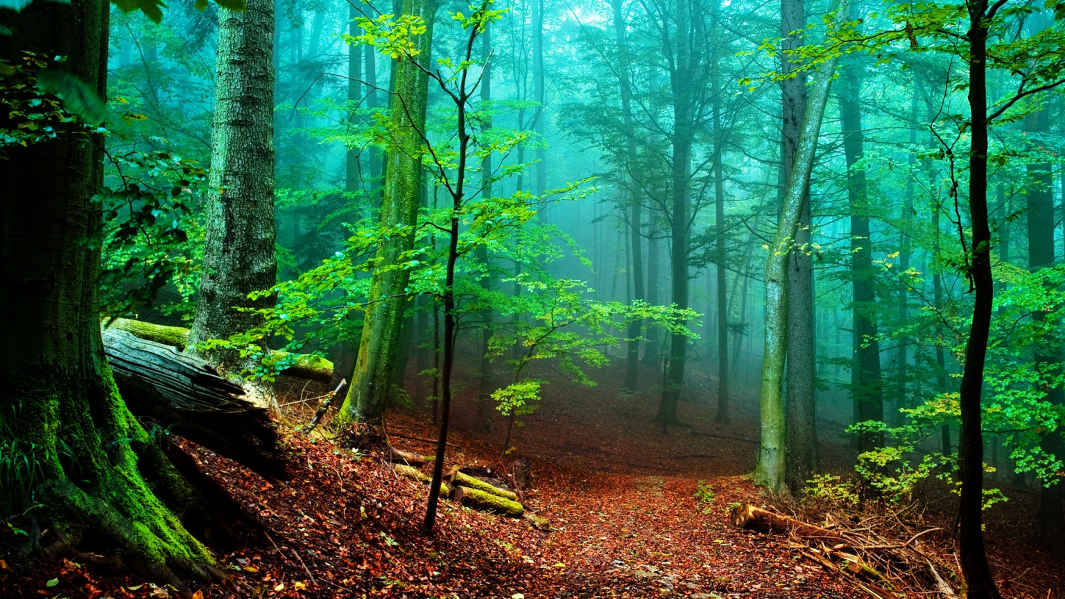 Forest Fog for 1536 x 864 HDTV resolution