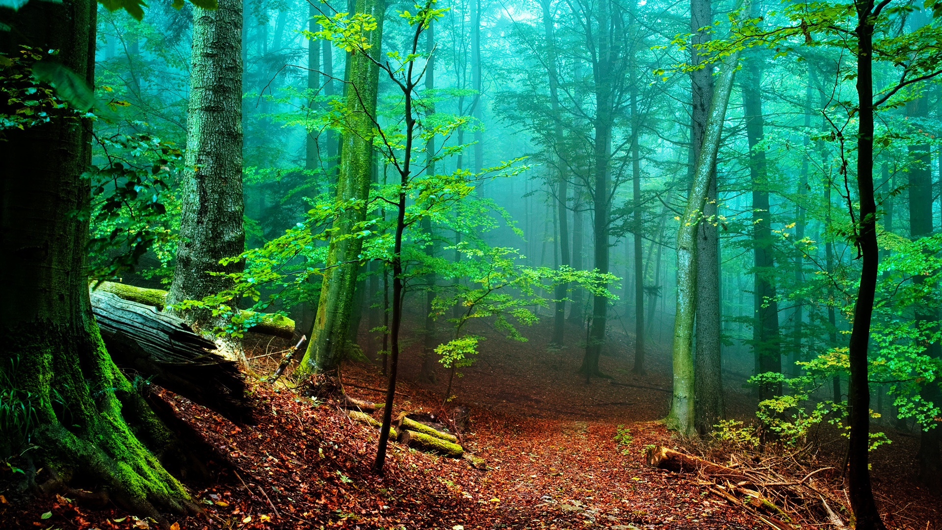 Forest Fog for 1920 x 1080 HDTV 1080p resolution