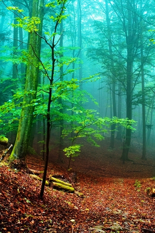 Forest Fog for 320 x 480 iPhone resolution