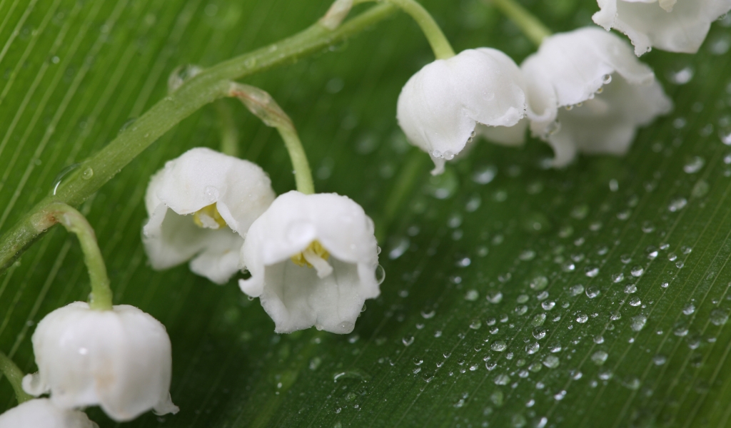 Fresh Lily of the Valley for 1024 x 600 widescreen resolution