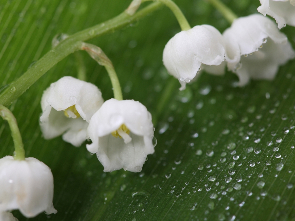 Fresh Lily of the Valley for 1024 x 768 resolution