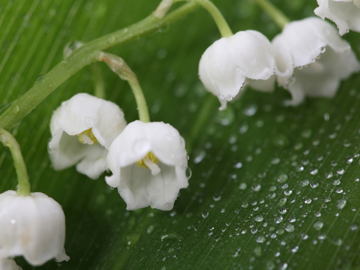 Fresh Lily of the Valley for 1152 x 864 resolution