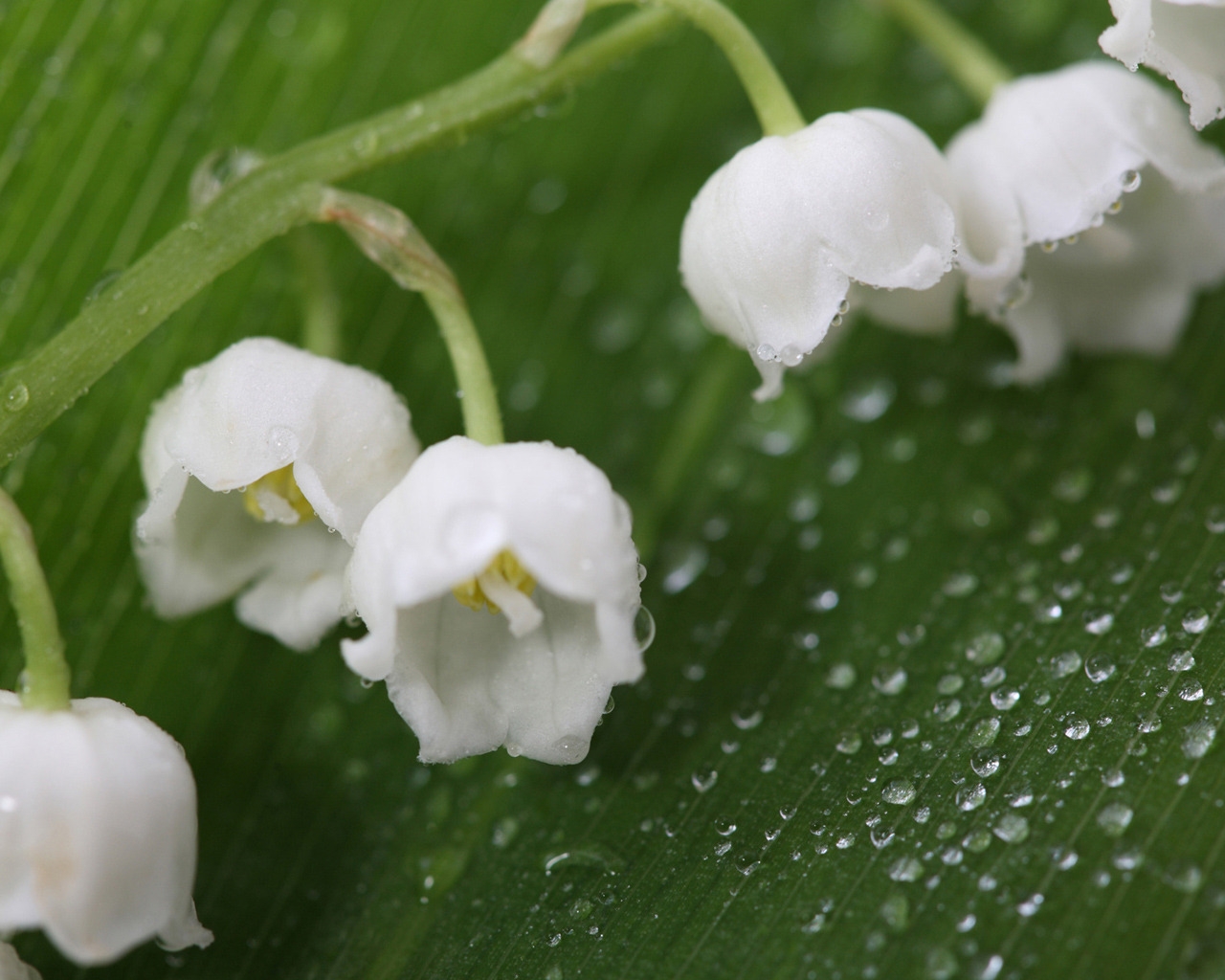Fresh Lily of the Valley for 1280 x 1024 resolution