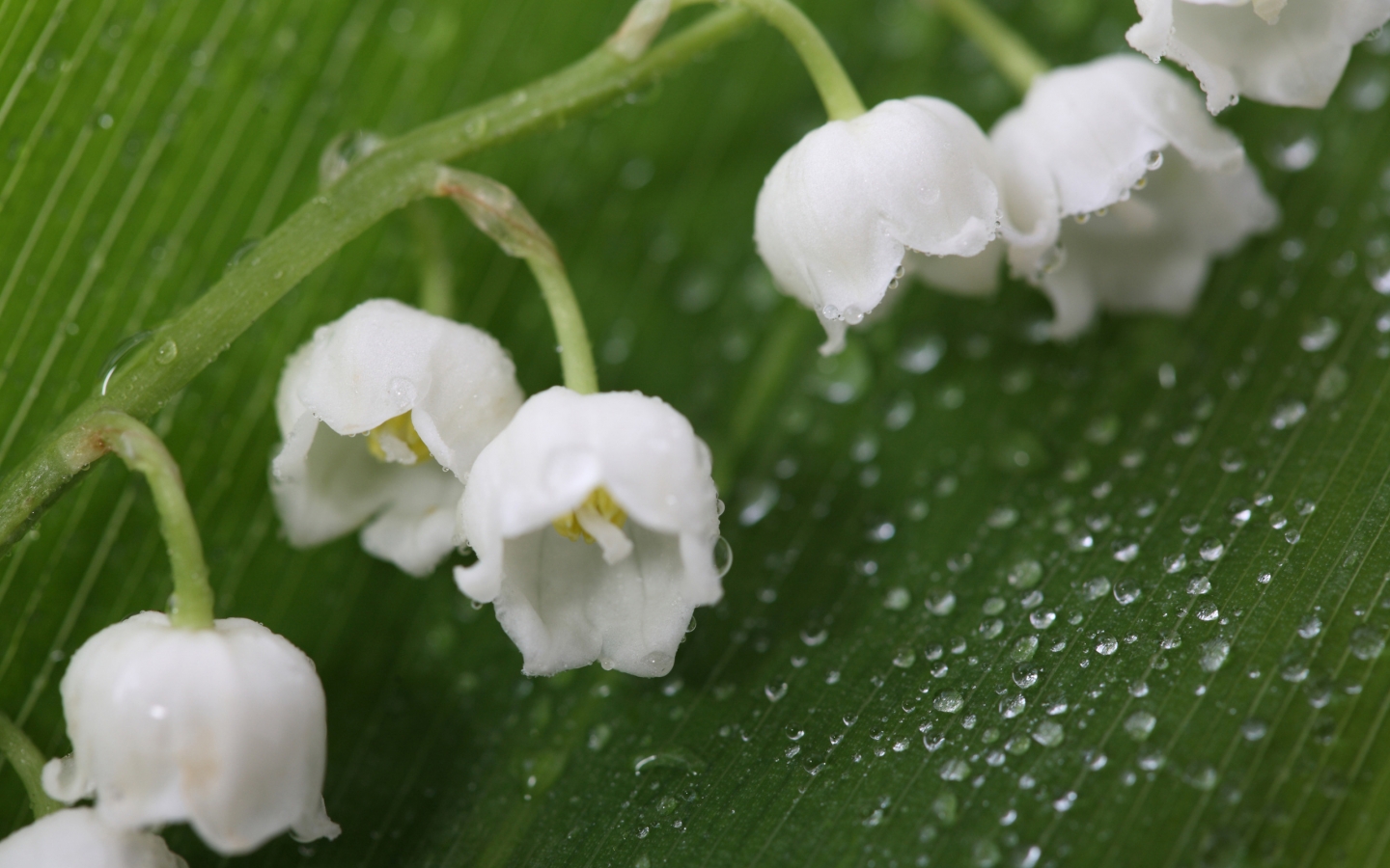 Fresh Lily of the Valley for 1440 x 900 widescreen resolution