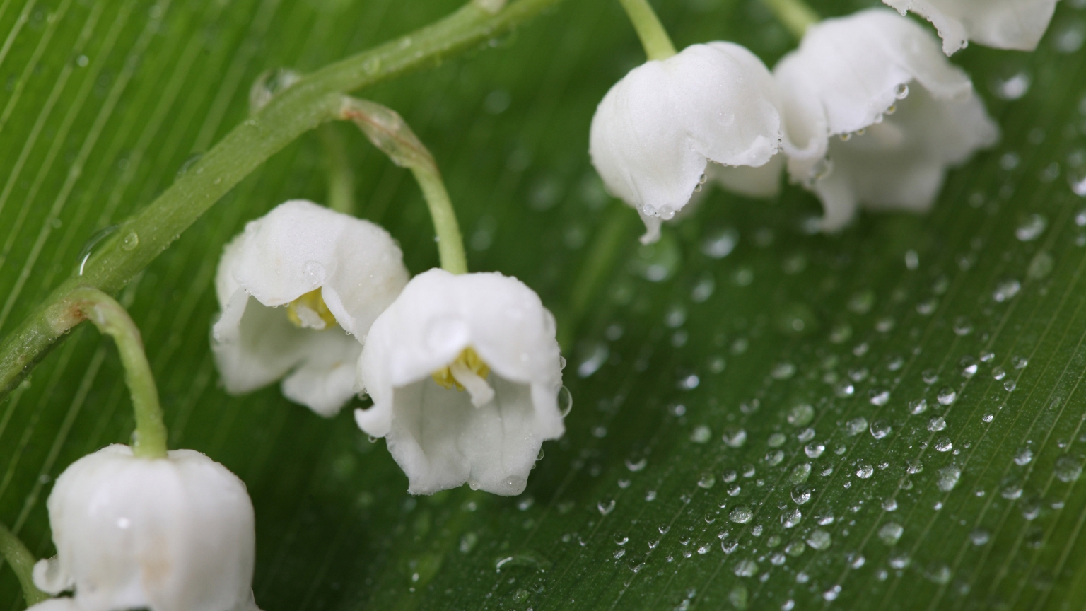 Fresh Lily of the Valley for 1536 x 864 HDTV resolution
