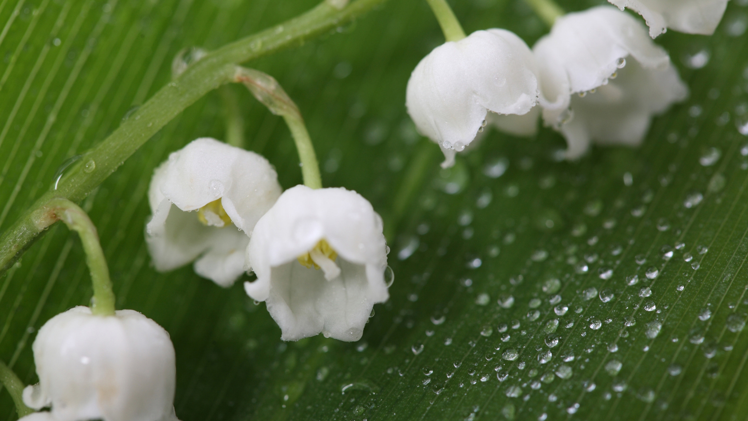 Fresh Lily of the Valley for 2560x1440 HDTV resolution