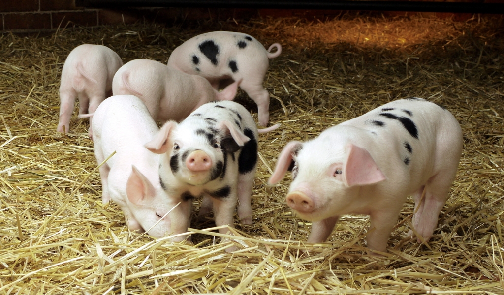 Friendly Pigs for 1024 x 600 widescreen resolution
