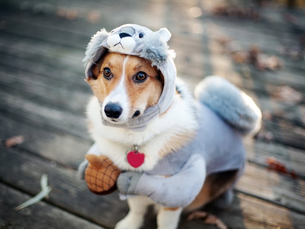 Funny Dog Dressup for 1024 x 768 resolution