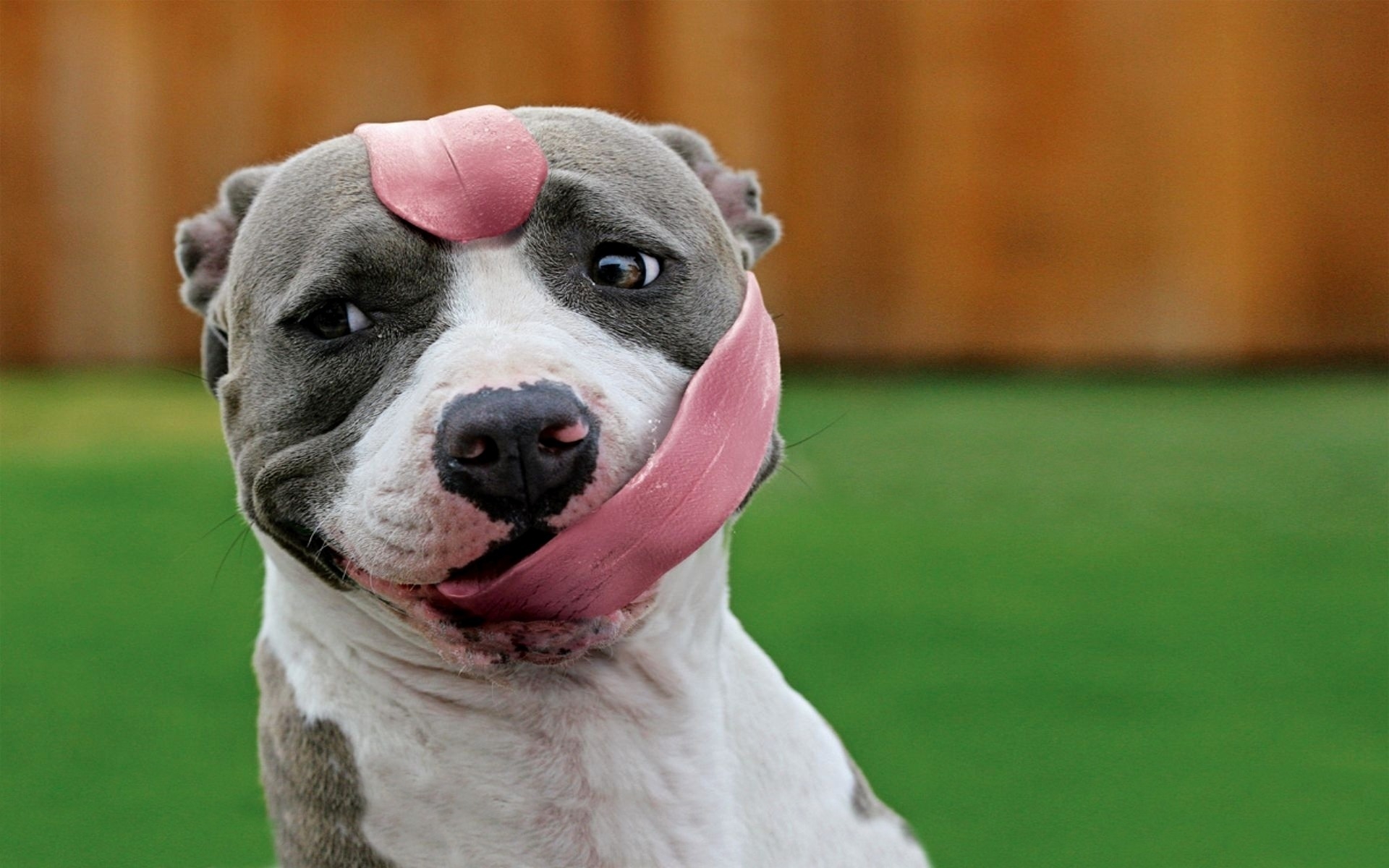 Funny Little Pitbull for 1920 x 1200 widescreen resolution