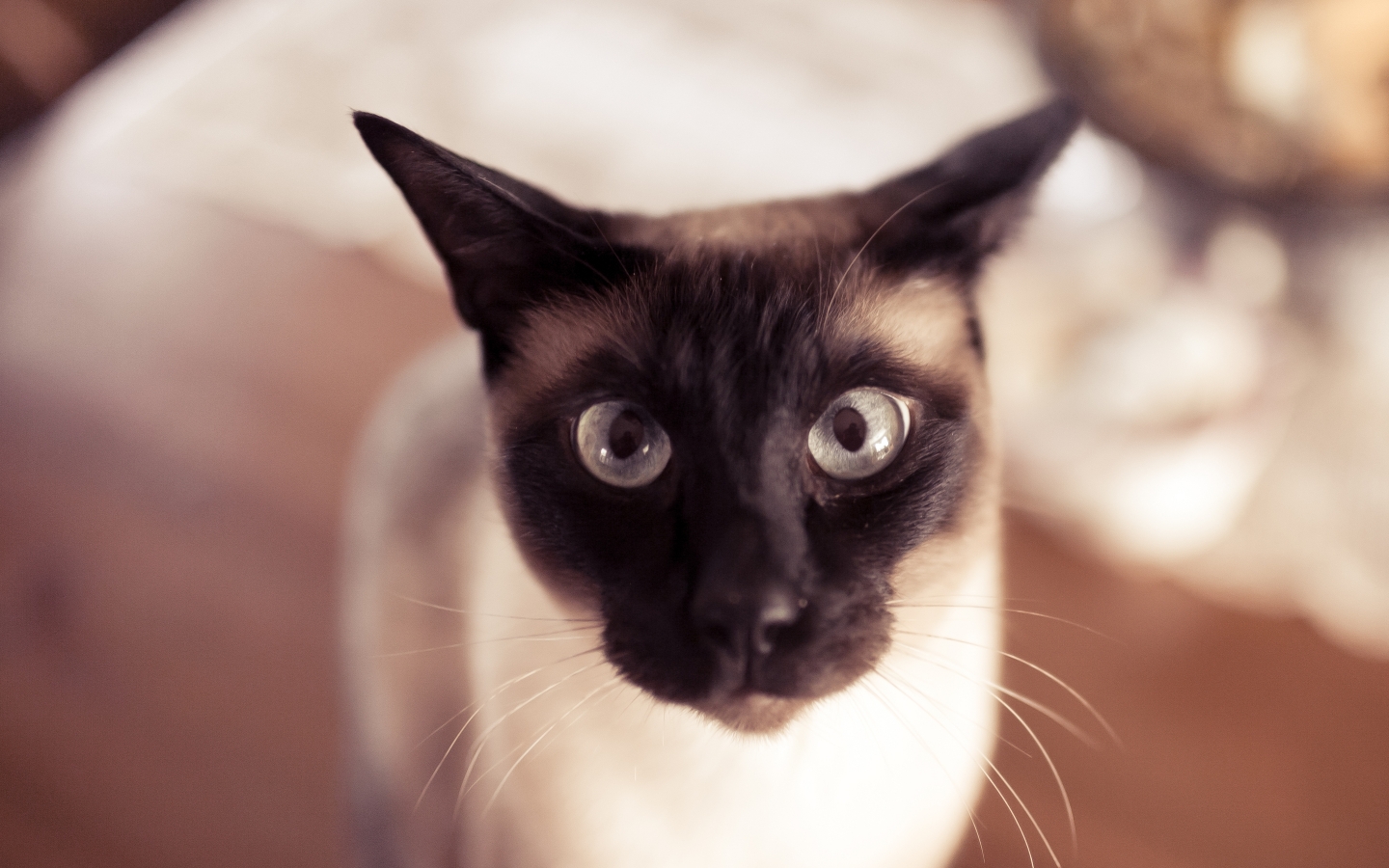 Funny Siamese Cat for 1440 x 900 widescreen resolution