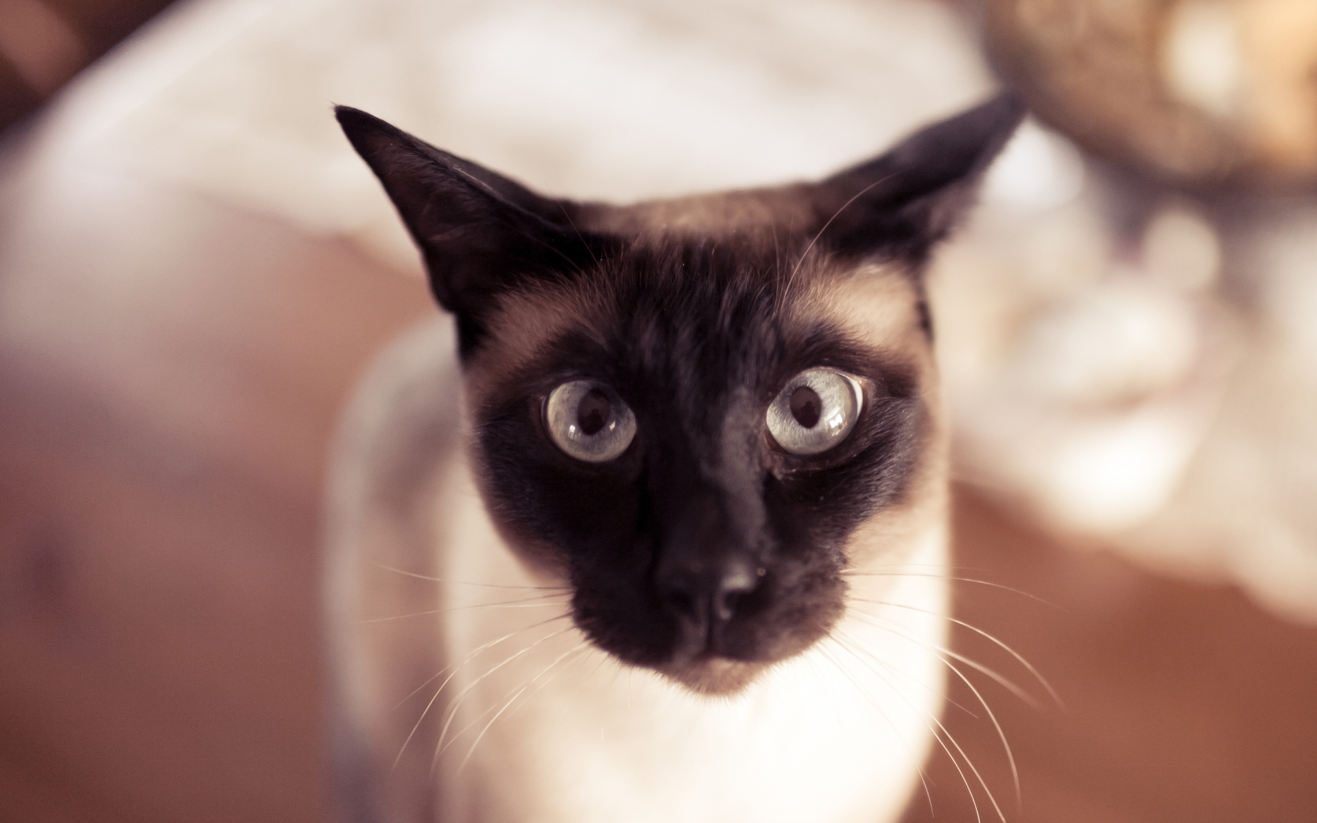 Funny Siamese Cat for 1920 x 1200 widescreen resolution
