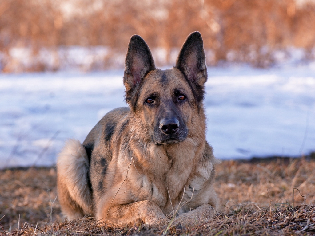 German Shepherd Dog for 1024 x 768 resolution