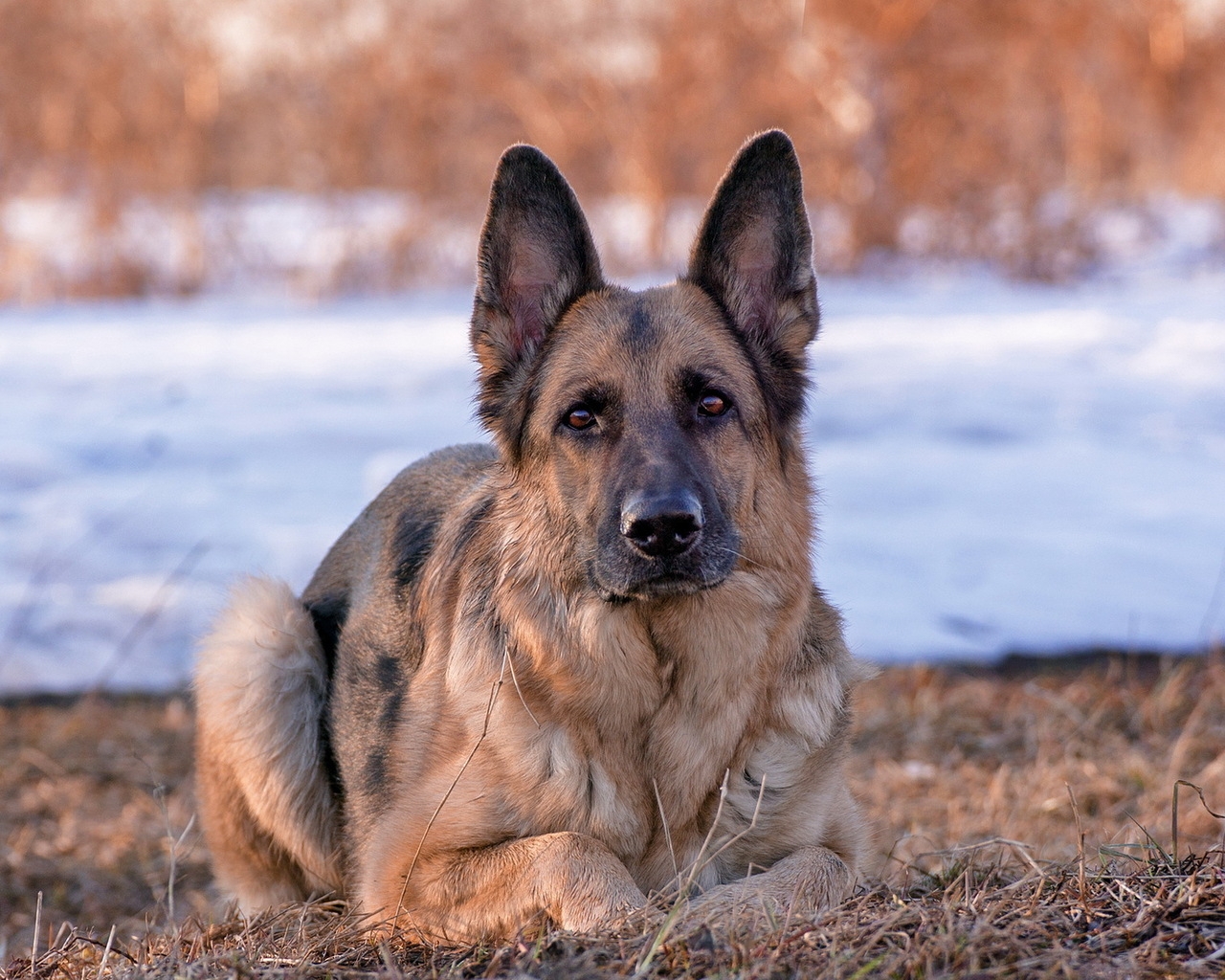 German Shepherd Dog for 1280 x 1024 resolution