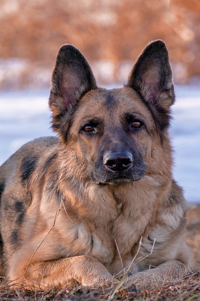 German Shepherd Dog for 640 x 960 iPhone 4 resolution