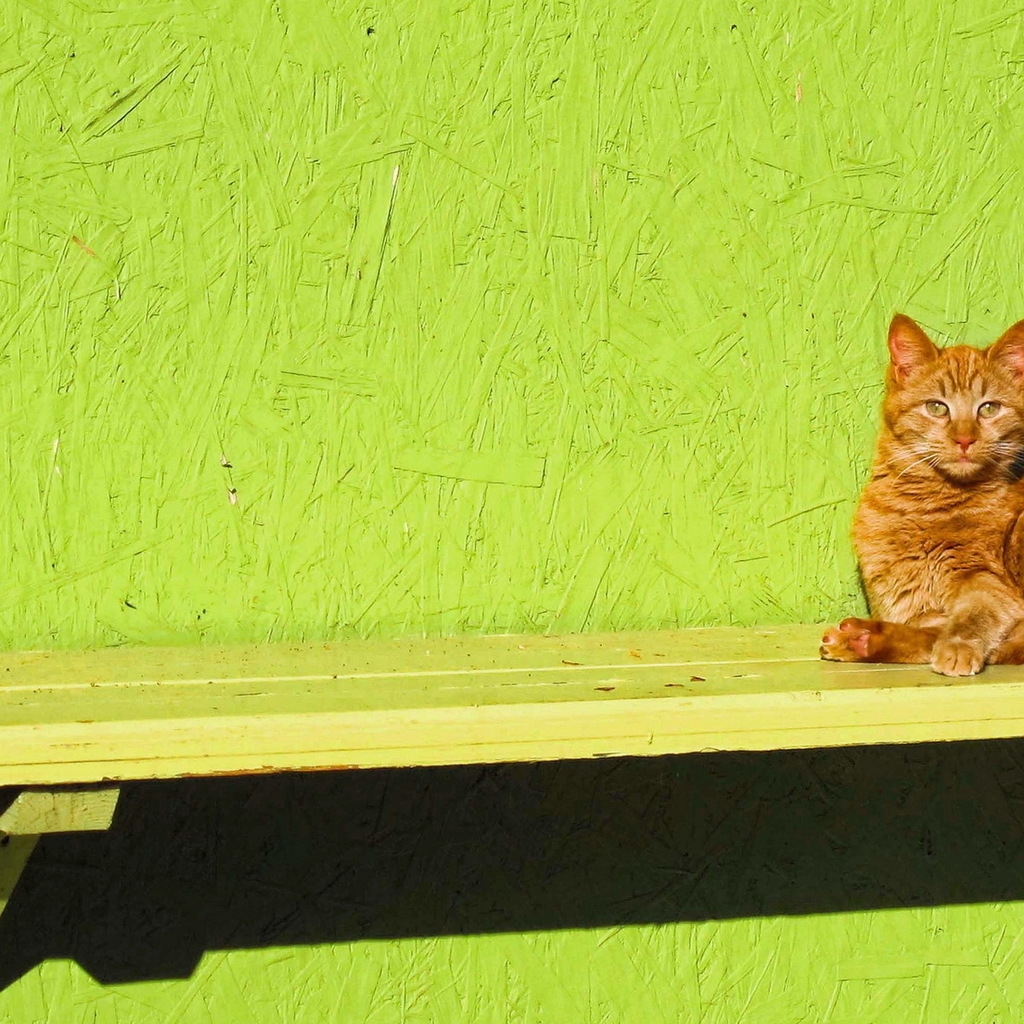 Ginger Cat Sitting on a Bench for 1024 x 1024 iPad resolution
