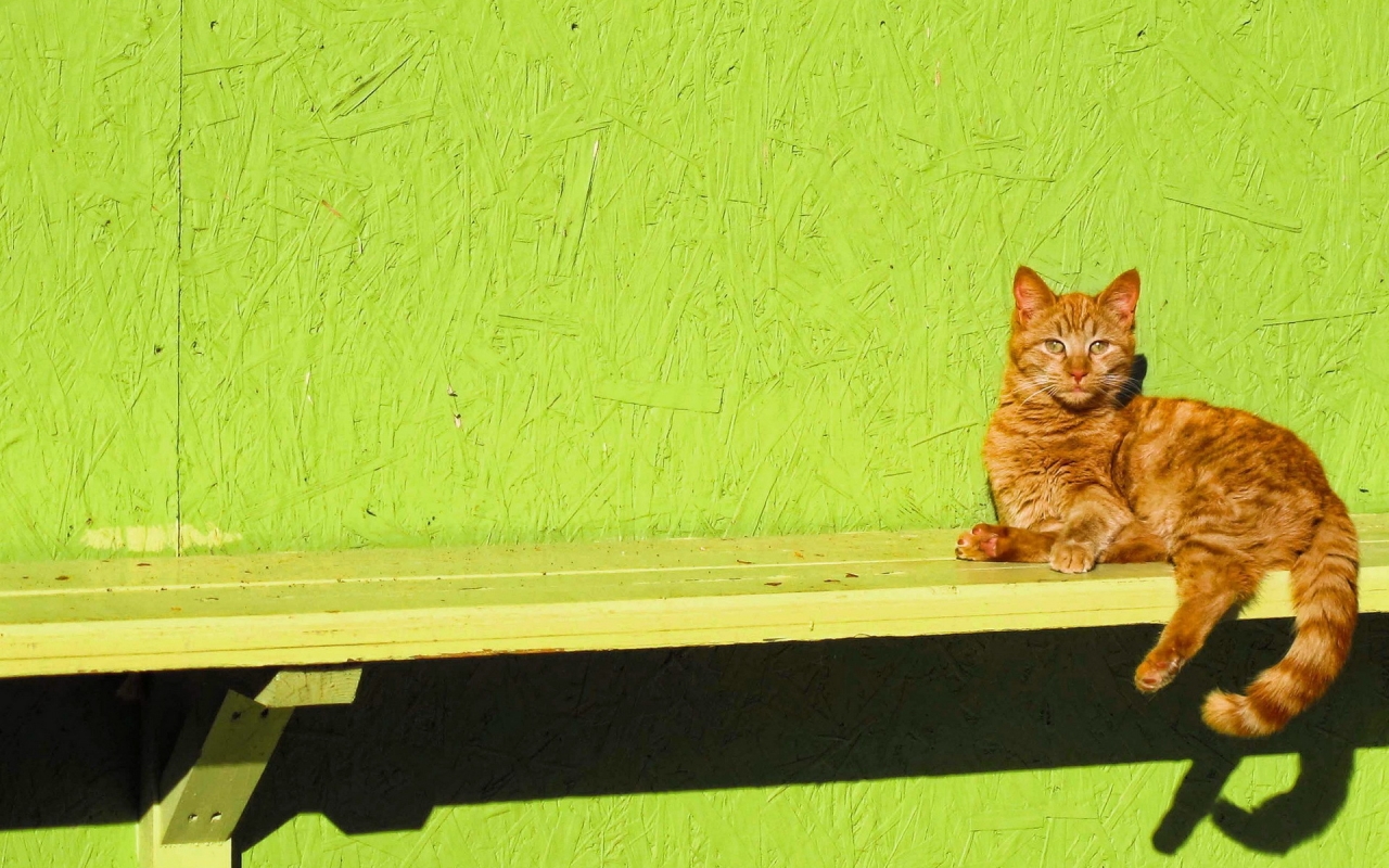 Ginger Cat Sitting on a Bench for 1280 x 800 widescreen resolution