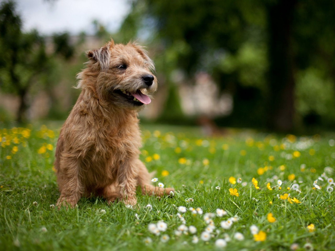 Glen of Imaal Terrier for 1280 x 960 resolution