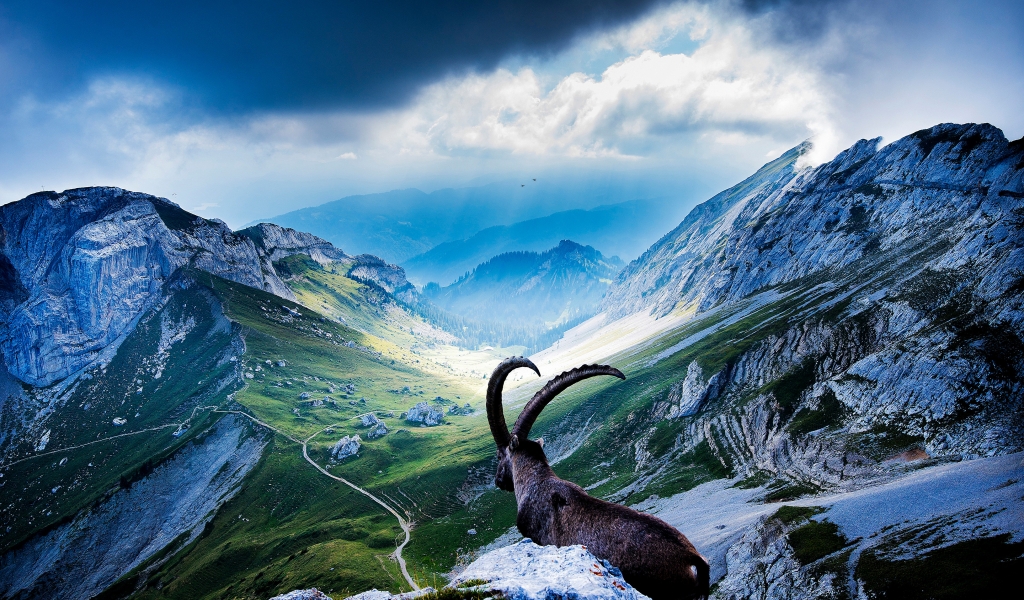 Goat at Mount Pilatus for 1024 x 600 widescreen resolution