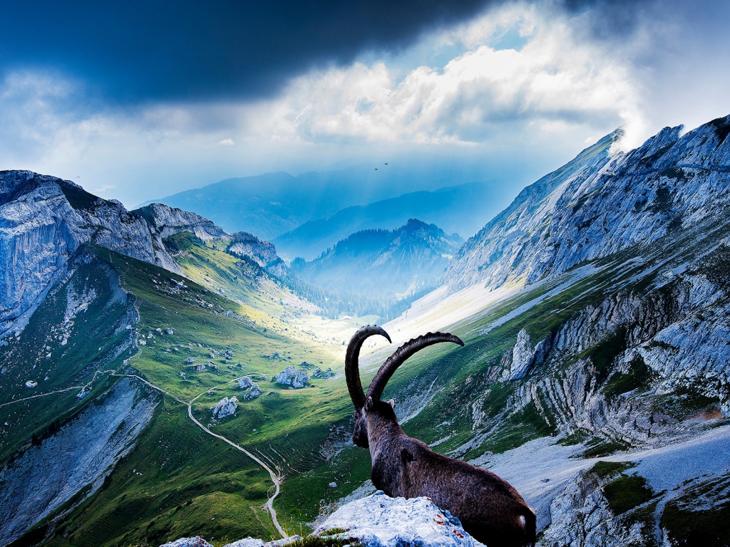 Goat at Mount Pilatus for 1024 x 768 resolution