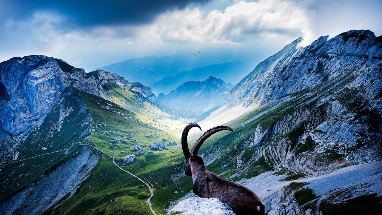 Goat at Mount Pilatus for 1280 x 720 HDTV 720p resolution