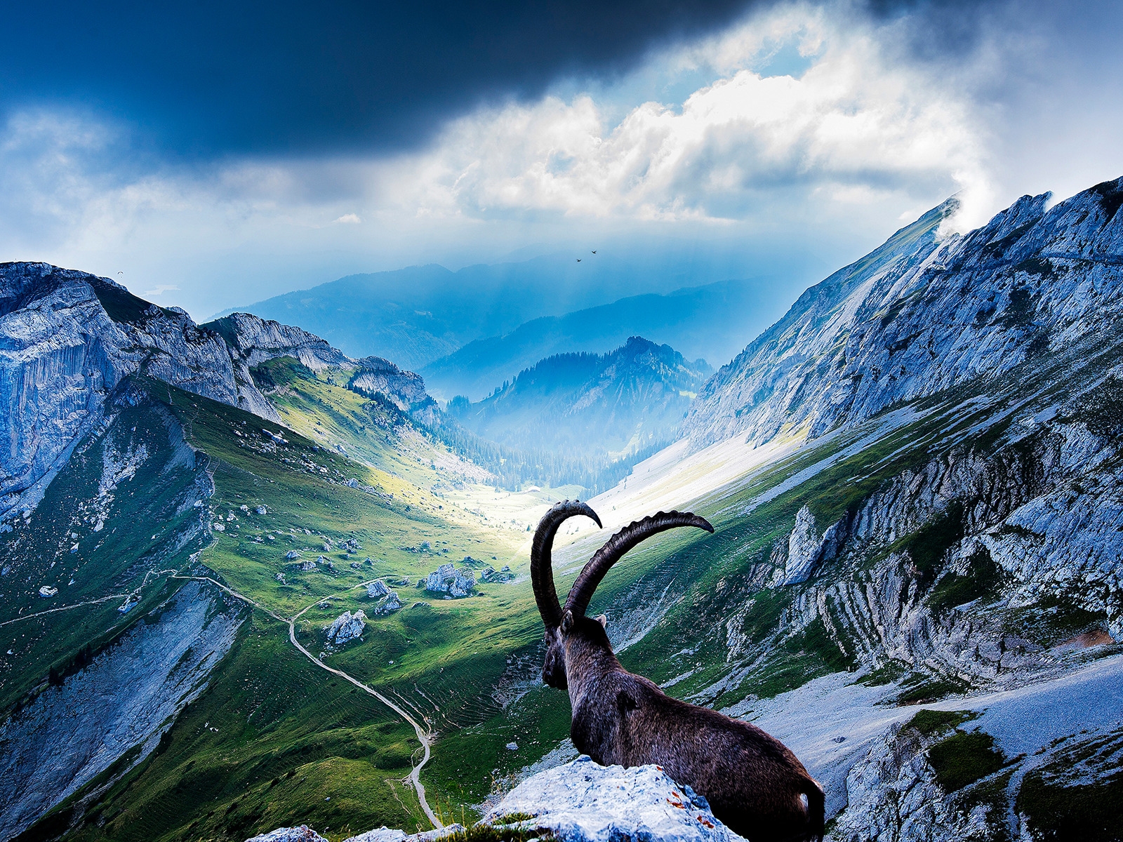 Goat at Mount Pilatus for 1600 x 1200 resolution